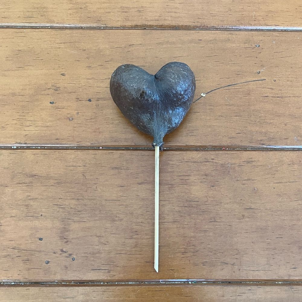Dried Badam Nut Pod